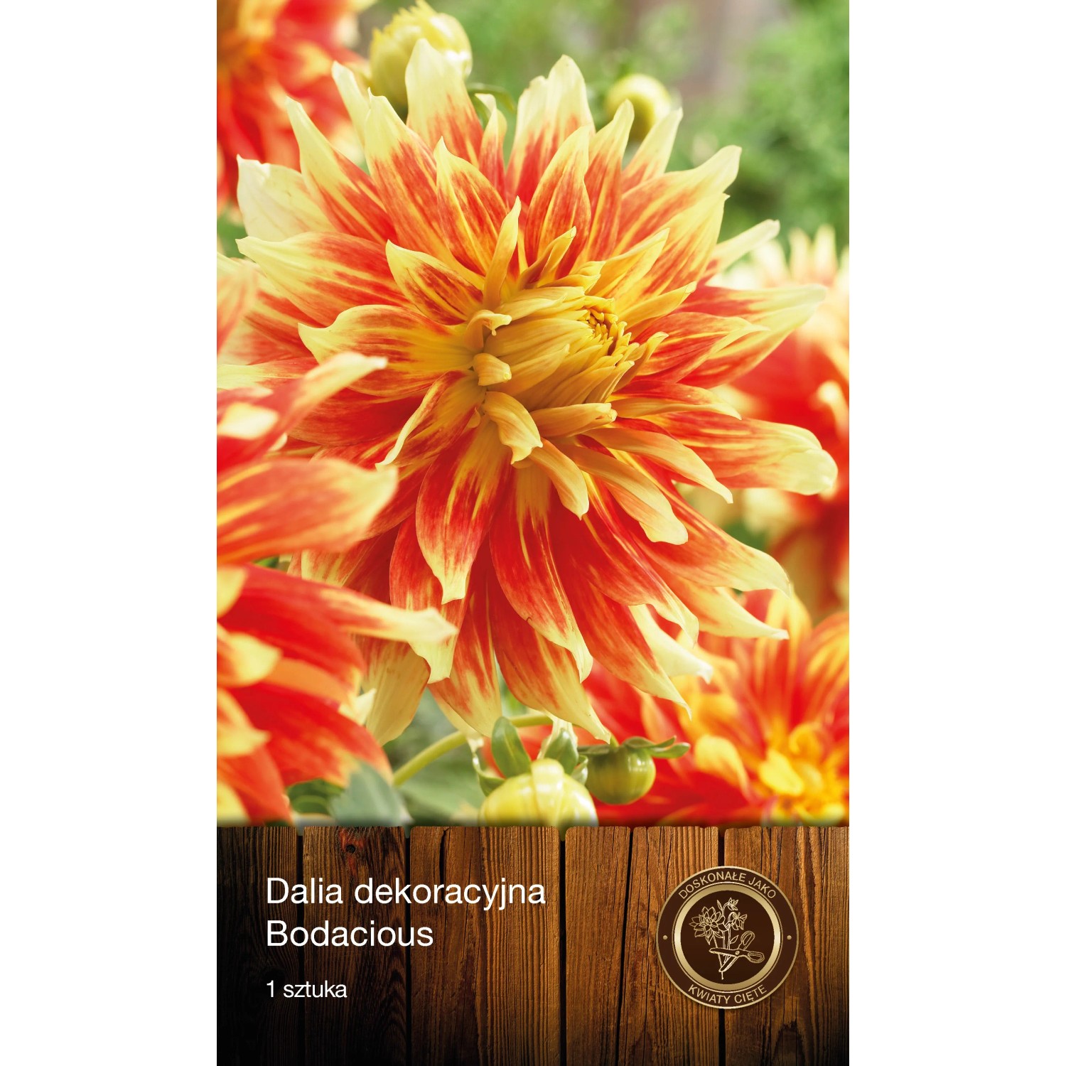 Dalia Bodacious 1szt.