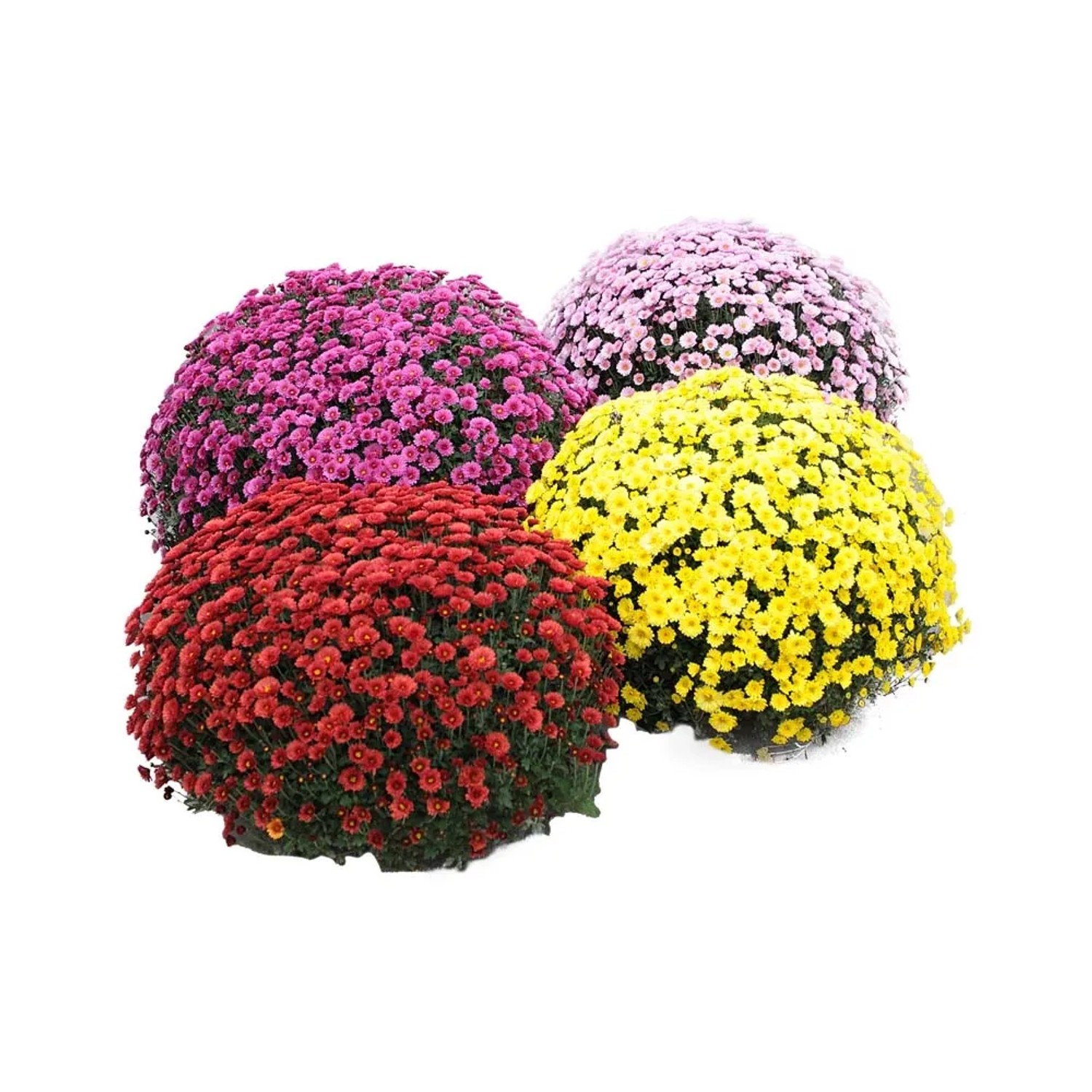 Chryzantema XXL (Chrysanthemum) don. 21 cm