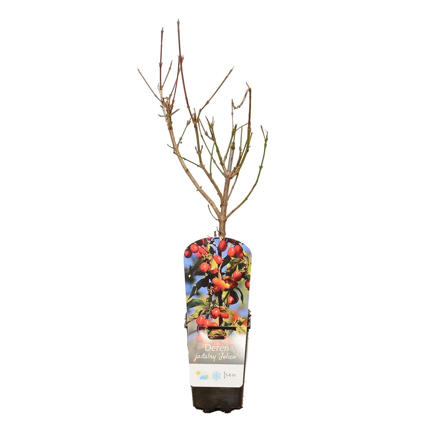 Dereń jadalny (Cornus mas 'Jolico') don. 13 cm