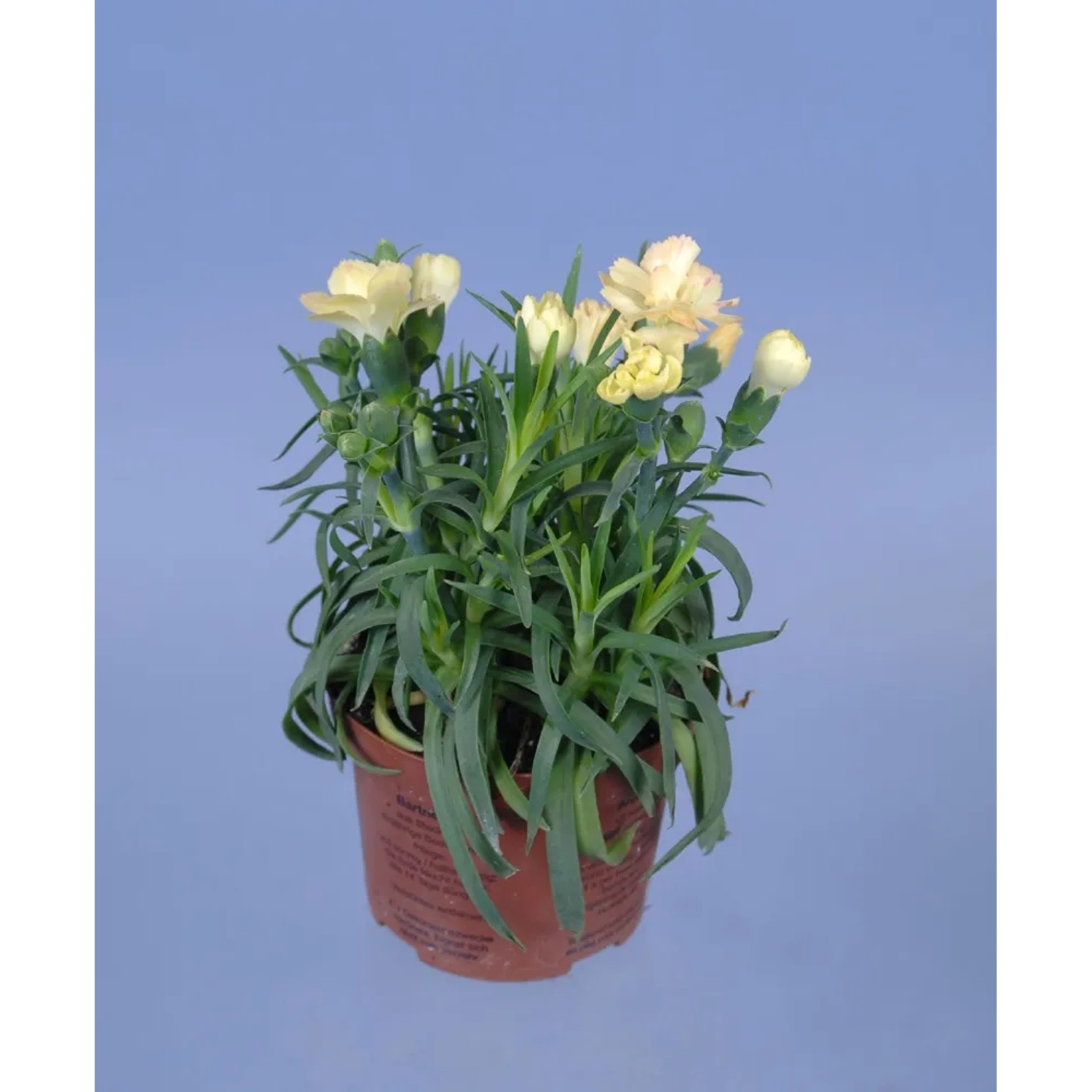 Goździk Dianthus Lilipot wys. 20cm don. 9cm