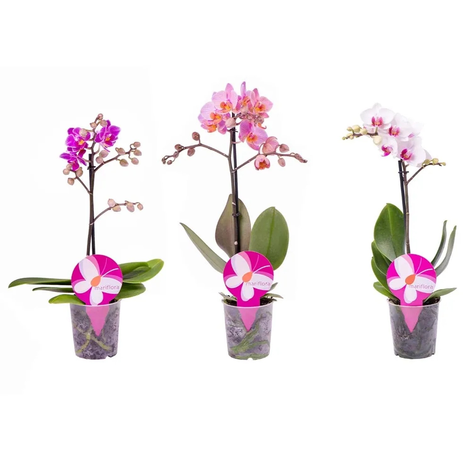 Storczyk polski (Phalaenopsis) 1 pęd - don. 9 cm
