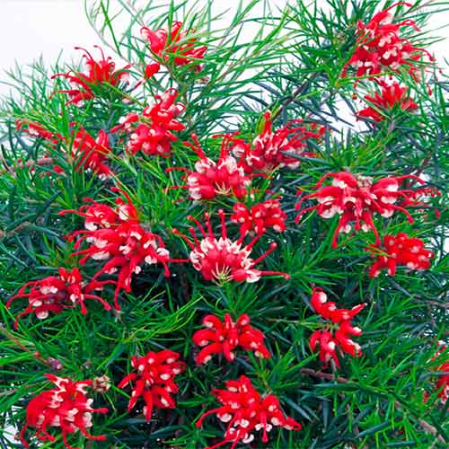 1 buc, Grevillea Canberra Gem - Răsaduri: Mod de ambalare: 1 buc