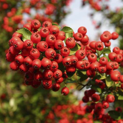 Pyracantha Red Column, C3 - : Monžstvo balíkov: 1 sad