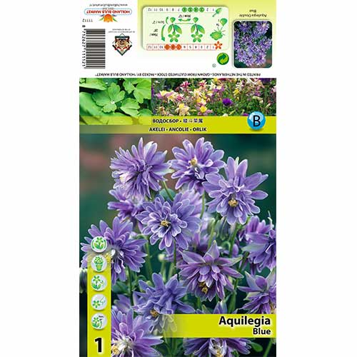 1 cib, Maslák (Aquilegia) Blue - : Monžstvo balíkov: 1 cib