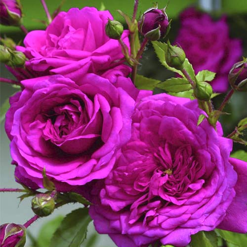 1 Pflanze(n), Kletterrose Laguna , C5 - Setzlinge: Ilość w opakowaniu: 1 Pflanze(n)