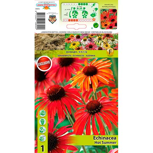 1 Stück, Sonnenhut Hot Summer - Stauden: Ilość w opakowaniu: 1 Stück