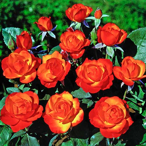 Rosa trepadeira Tempi Moderni - Plântulas: Ilość w opakowaniu: 1 plant