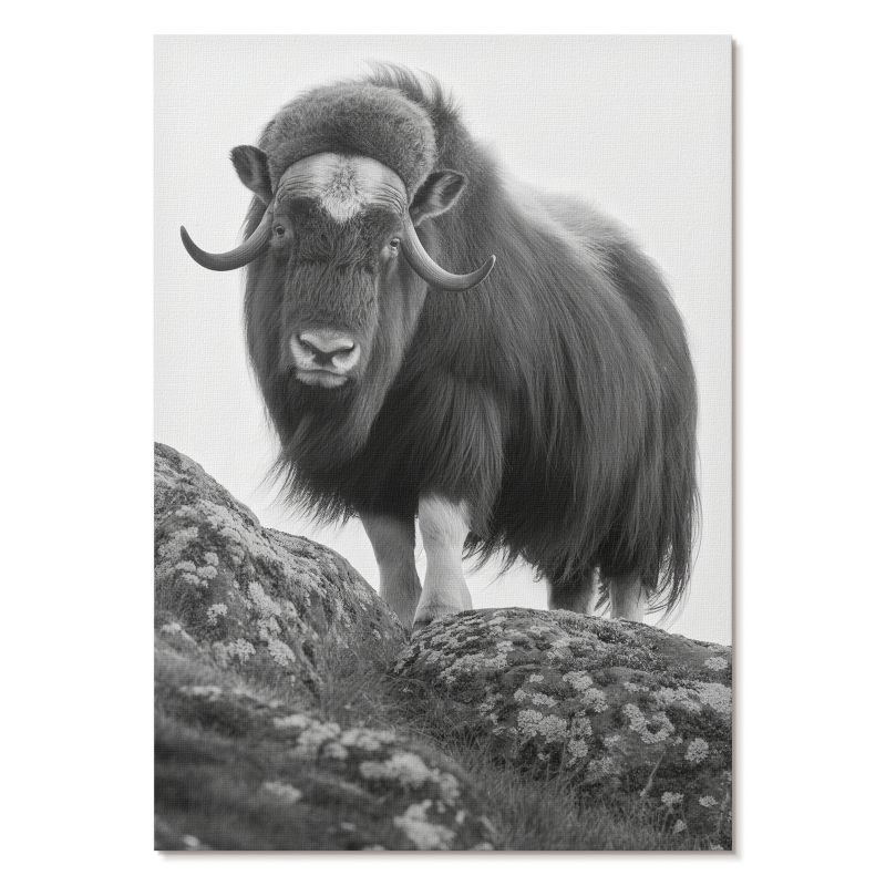 Plakat na Płótnie Tulup 21x29,7 cm (A4) Bawół na wzgórzu Do salonu, biura, sypialni 1 szt.