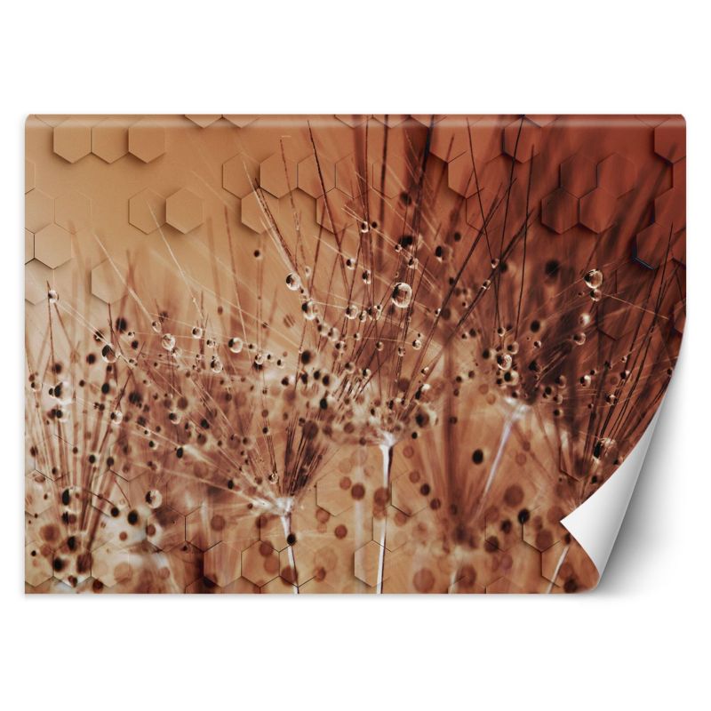 Fototapeta Feeby Dmuchawce w kroplach rosy 350x245 1 szt