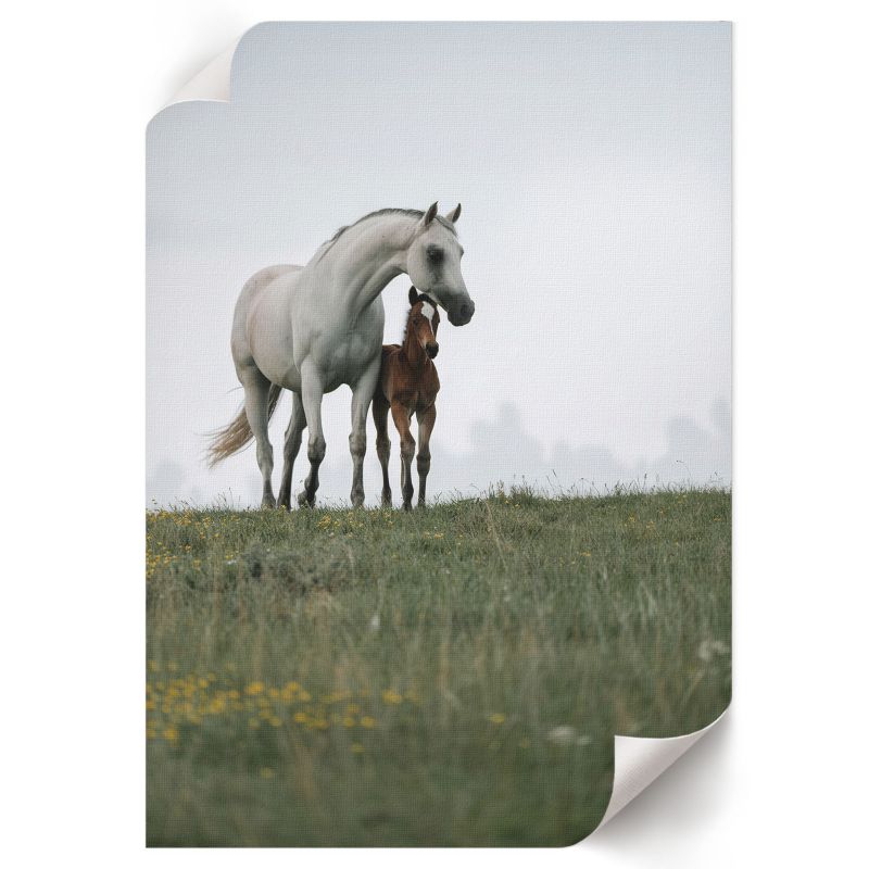 Plakat Do Sypialni ArtPrintCave 59,5x84 cm Konie na łące ArTi 1 szt.