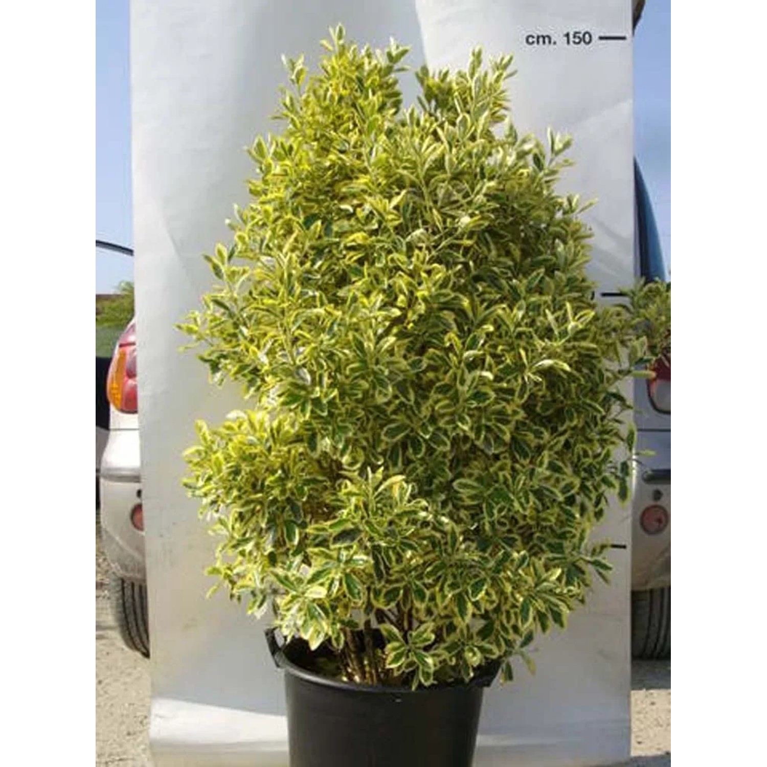 Trzmielina japońska (Elegantissima) - wys. 100 cm, don. 30 l