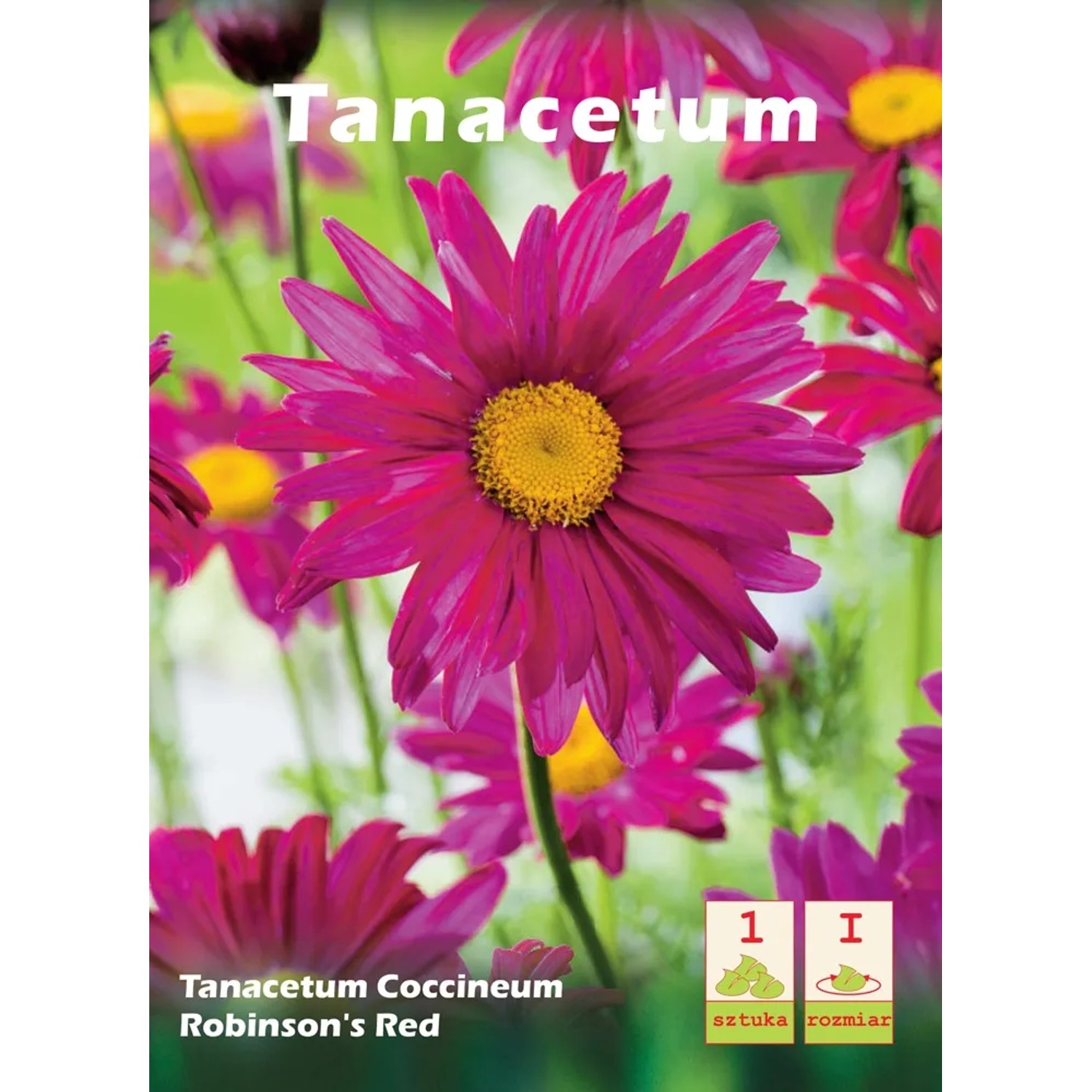 Złocień Tanacetum coccineum Robinsons red