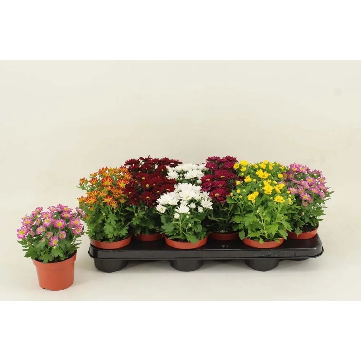 Chryzantema (Chrysanthemum) Swifty 5 colour - don. 10,5 cm
