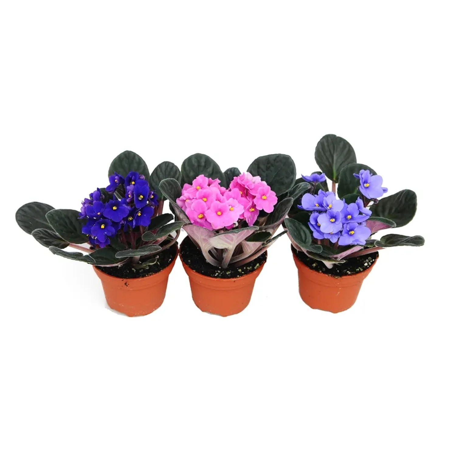 4Flower Saintpaulia wys. 15 cm don. 11cm