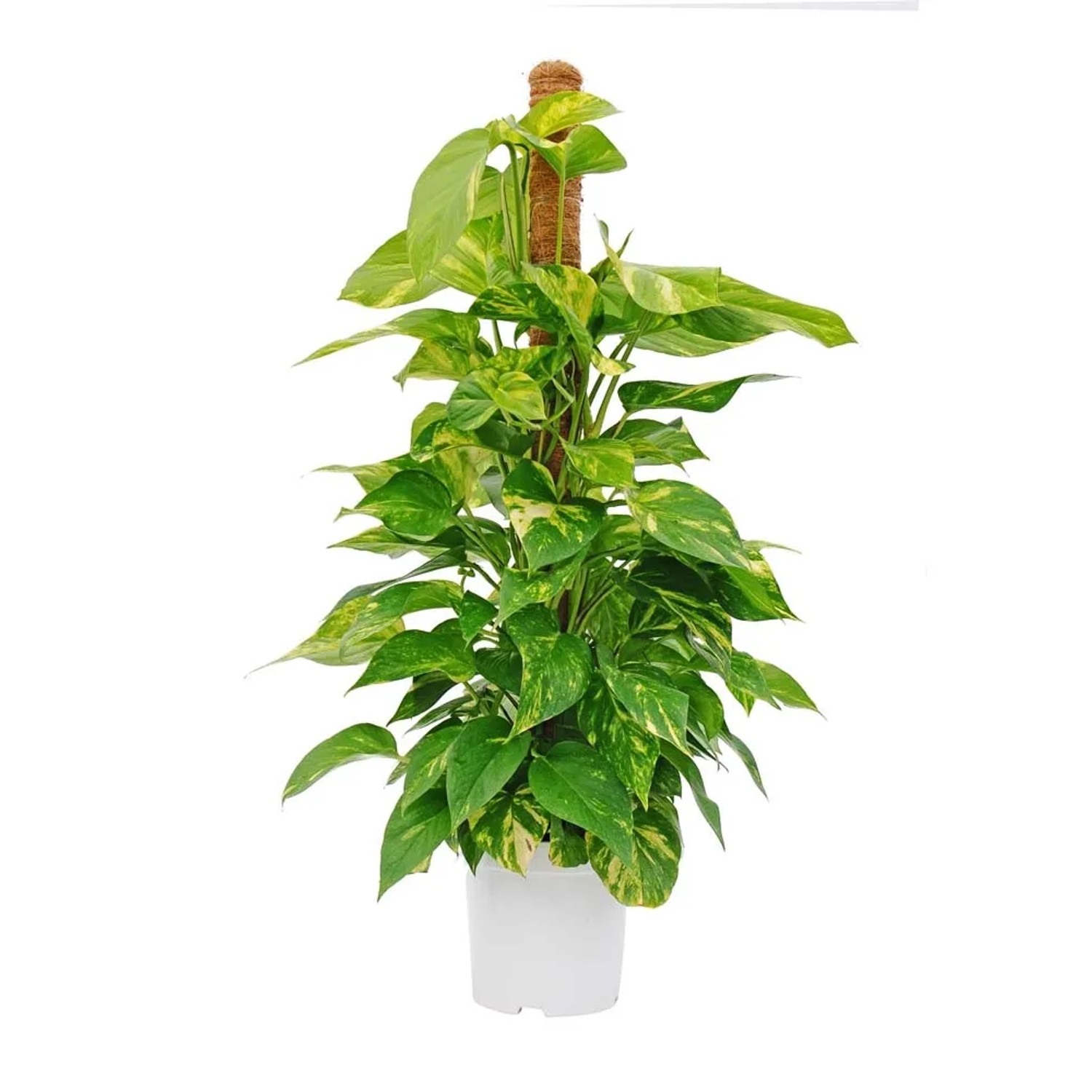 Epipremnum złociste (Epipremnum Pinnatum) - don. 20 cm