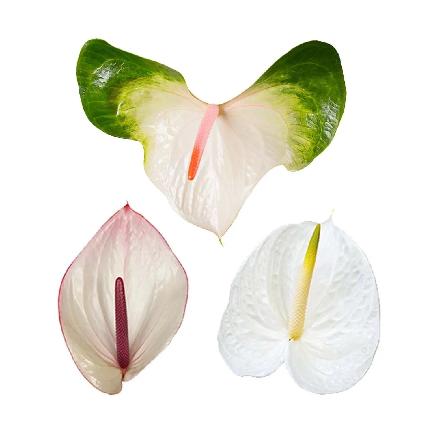 Anthurium ciętę pojedyncze - wys. 80 cm