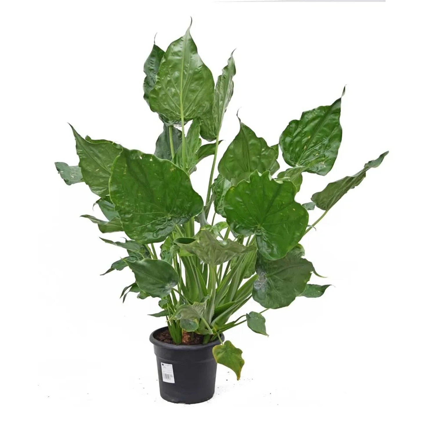 Alokazja (Alocasia) Cucullata - don. 24 cm