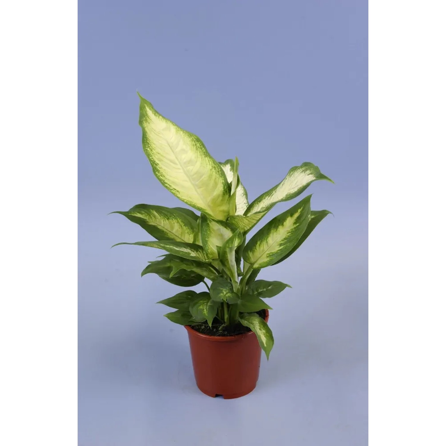 Difenbachia (Diffenbachia) Camilla - don. 12 cm