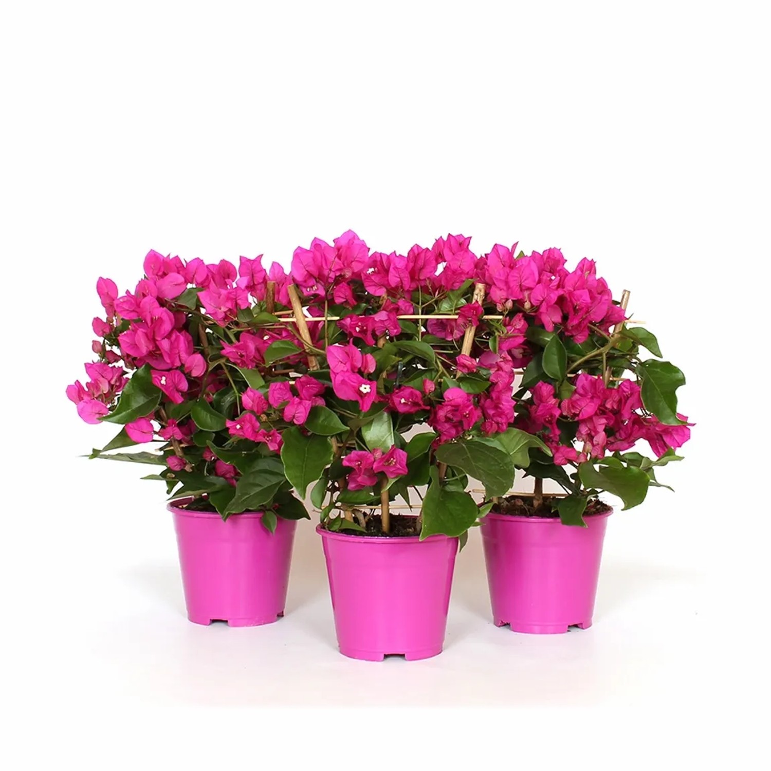 Bougenvilla Vera drabinka wys. 35-40cm don. 14
