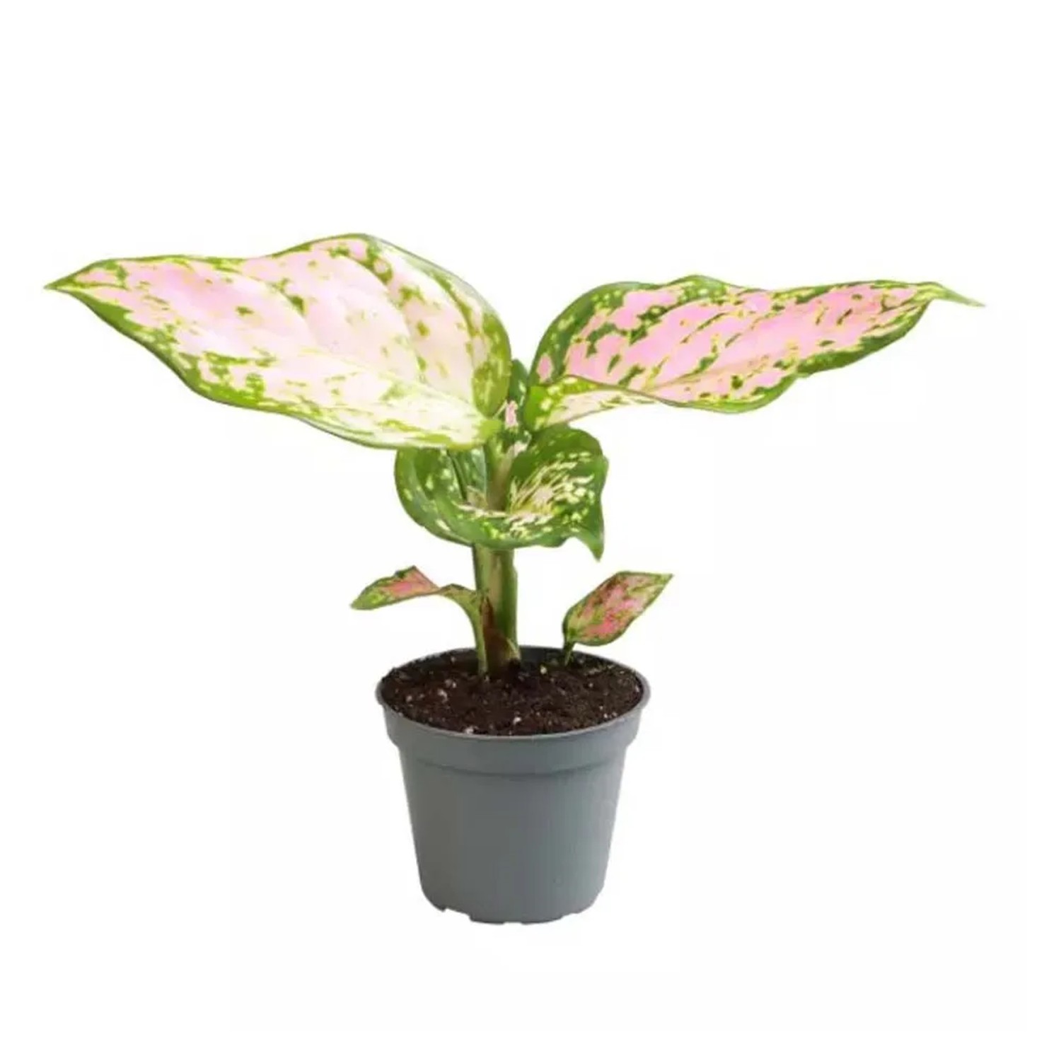 Aglaonema Red Valentine - don. 6 cm