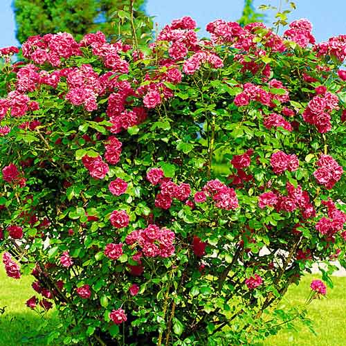 1 buc, Trandafir de dulceață (Rosa rugosa) Hansa - Răsaduri: Mod de ambalare: 1 buc