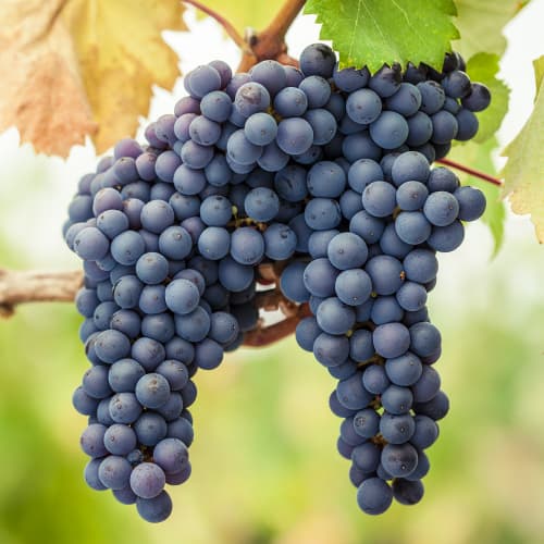 1 Pflanze(n), Weintraube Pinot Noir, Р9 - Setzlinge: Ilość w opakowaniu: 1 Pflanze(n)