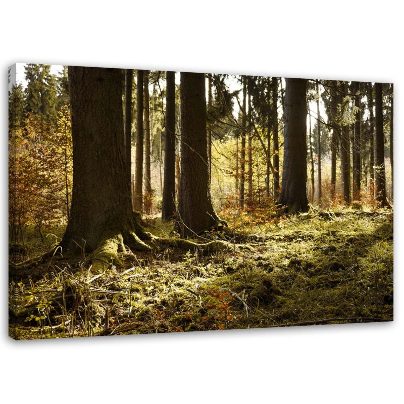 Obraz na płótnie Feeby Las mgła krajobraz 60x40cm 1szt