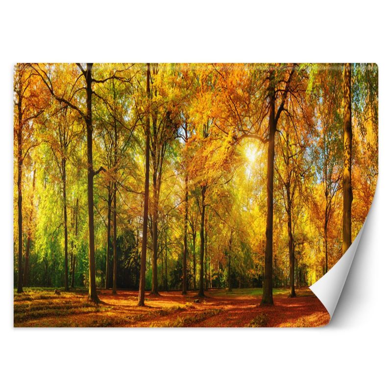 Fototapeta Feeby Jesienny las 150x105 1 szt