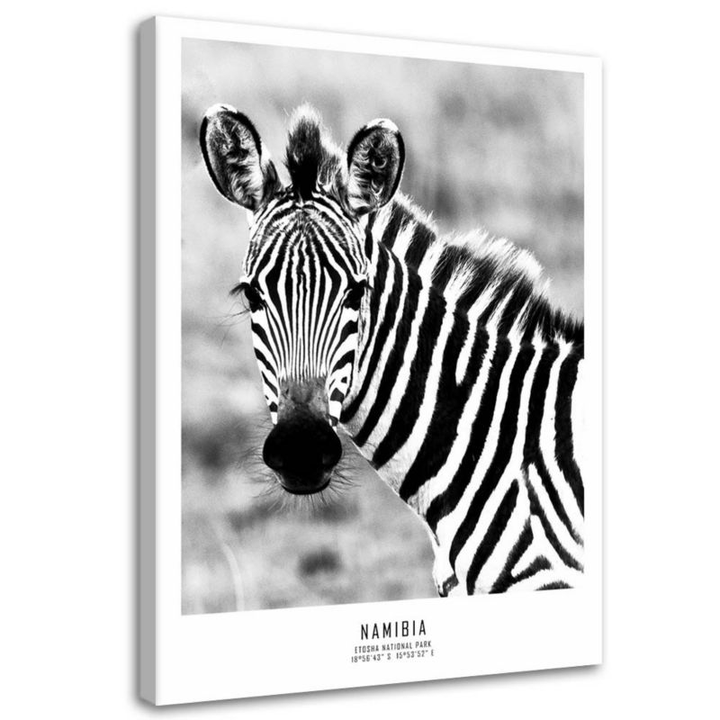 Obraz na płótnie Feeby Ciekawska zebra 60x90cm 1szt