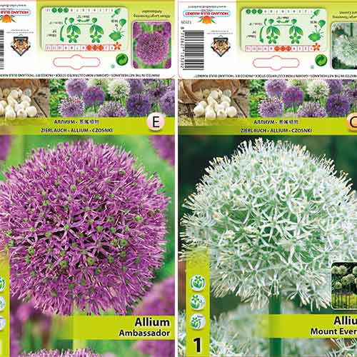 Super oferta! Czosnek (Allium), zestaw 2 odmian - Cebule: Ilość w opakowaniu: 2 szt.