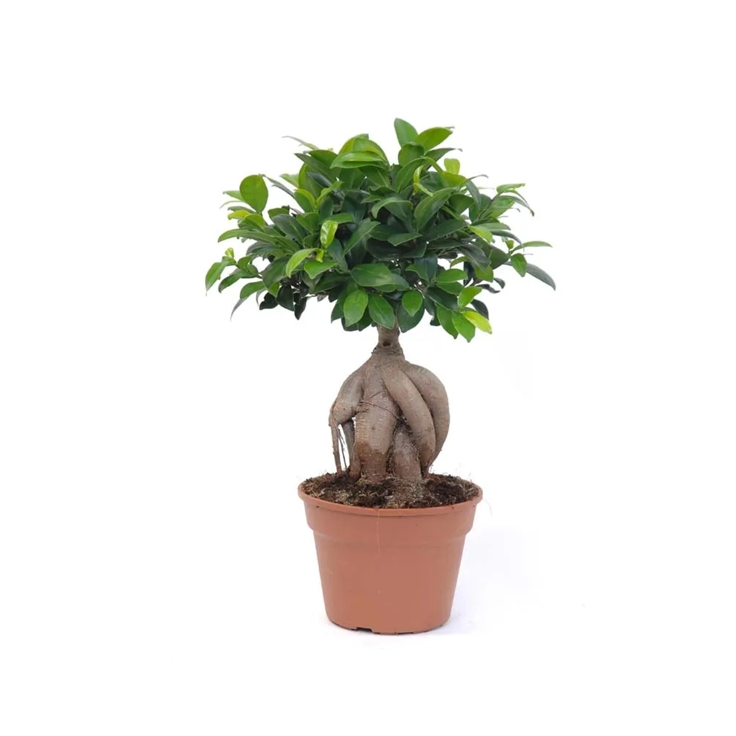 Figowiec Thai (Ficus sp.) - don. 18 cm