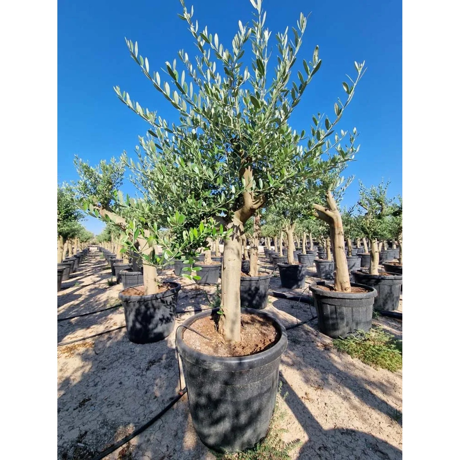 Oliwka Olea Europaea na pniu - wys. około 200 cm, don. 70 l