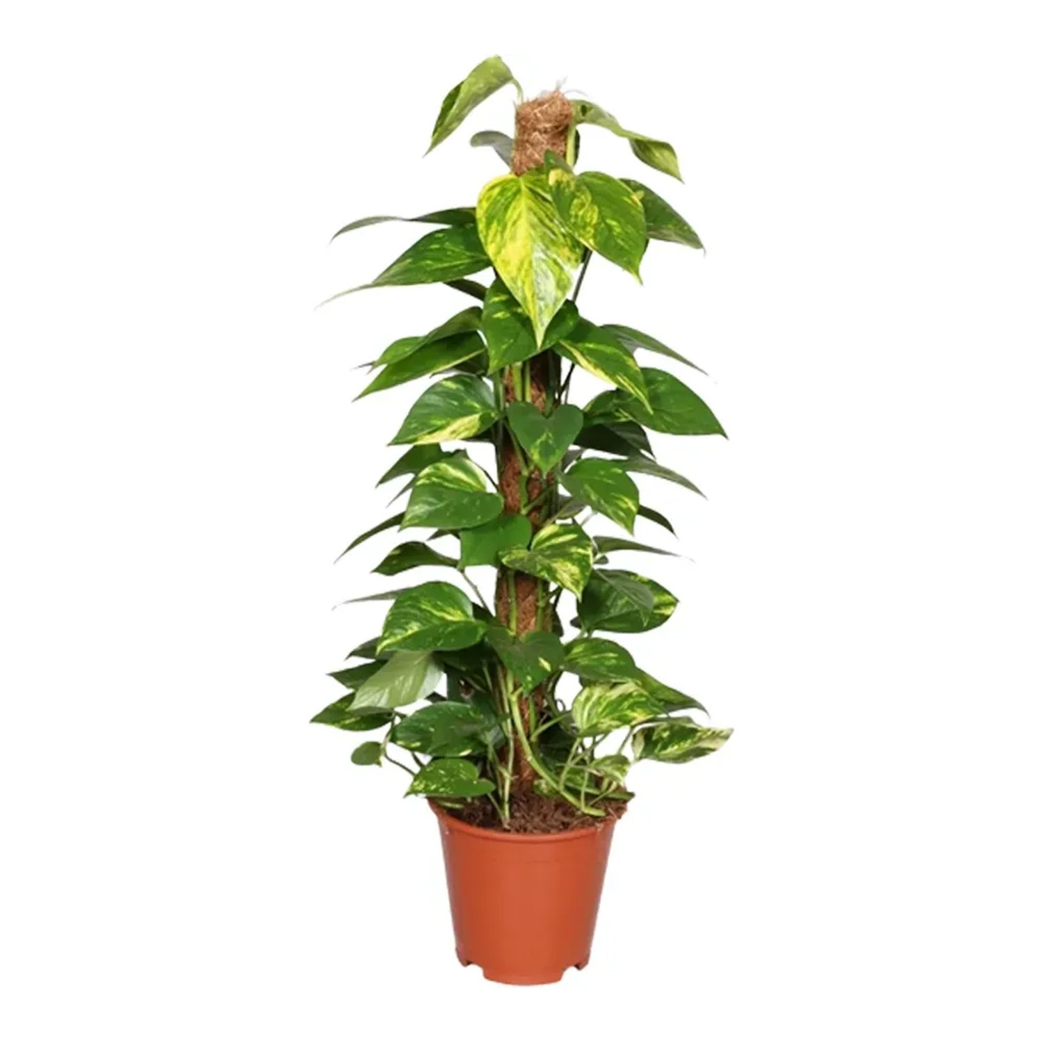 Epipremnum złociste (Epipremnum pinnatum) na paliku - don. 19 cm