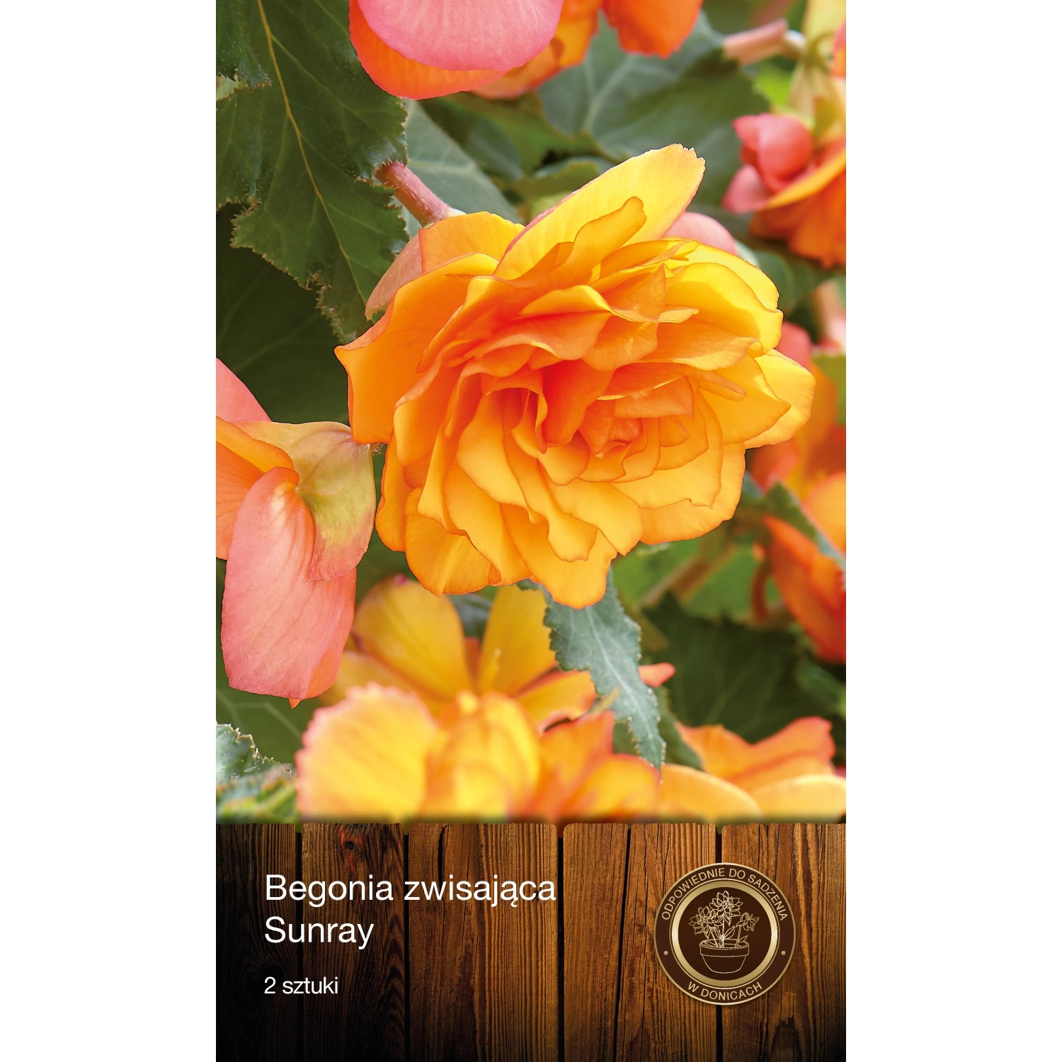 Begonia Zwisająca Sunray 2szt.