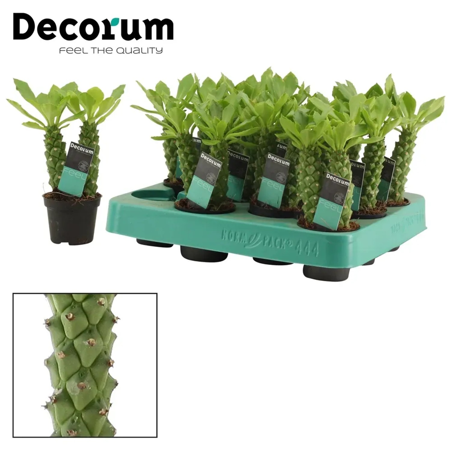 Monadenium Guentheri wys. 15-20cm