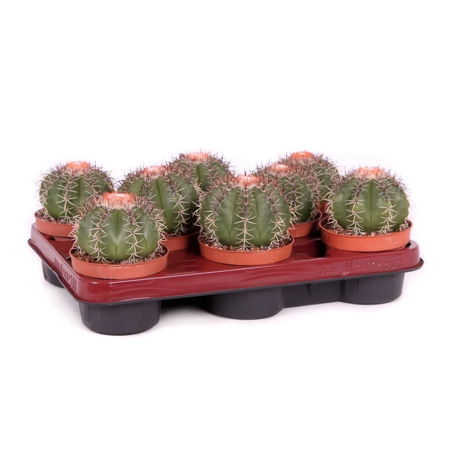 Melocactus Mantezanus wys. 15-20cm don. 10,5cm
