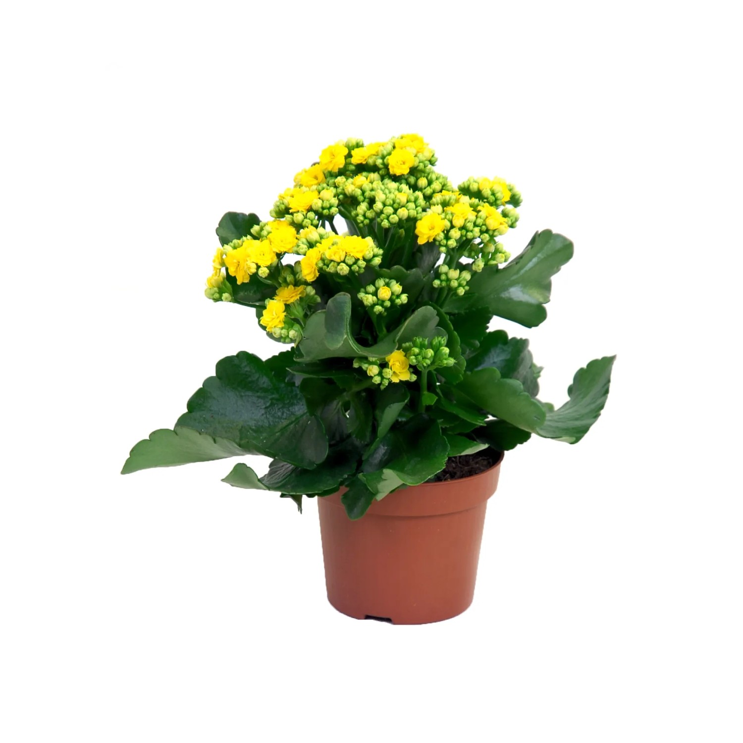 Żyworódka pełna (Kalanchoe sp.)