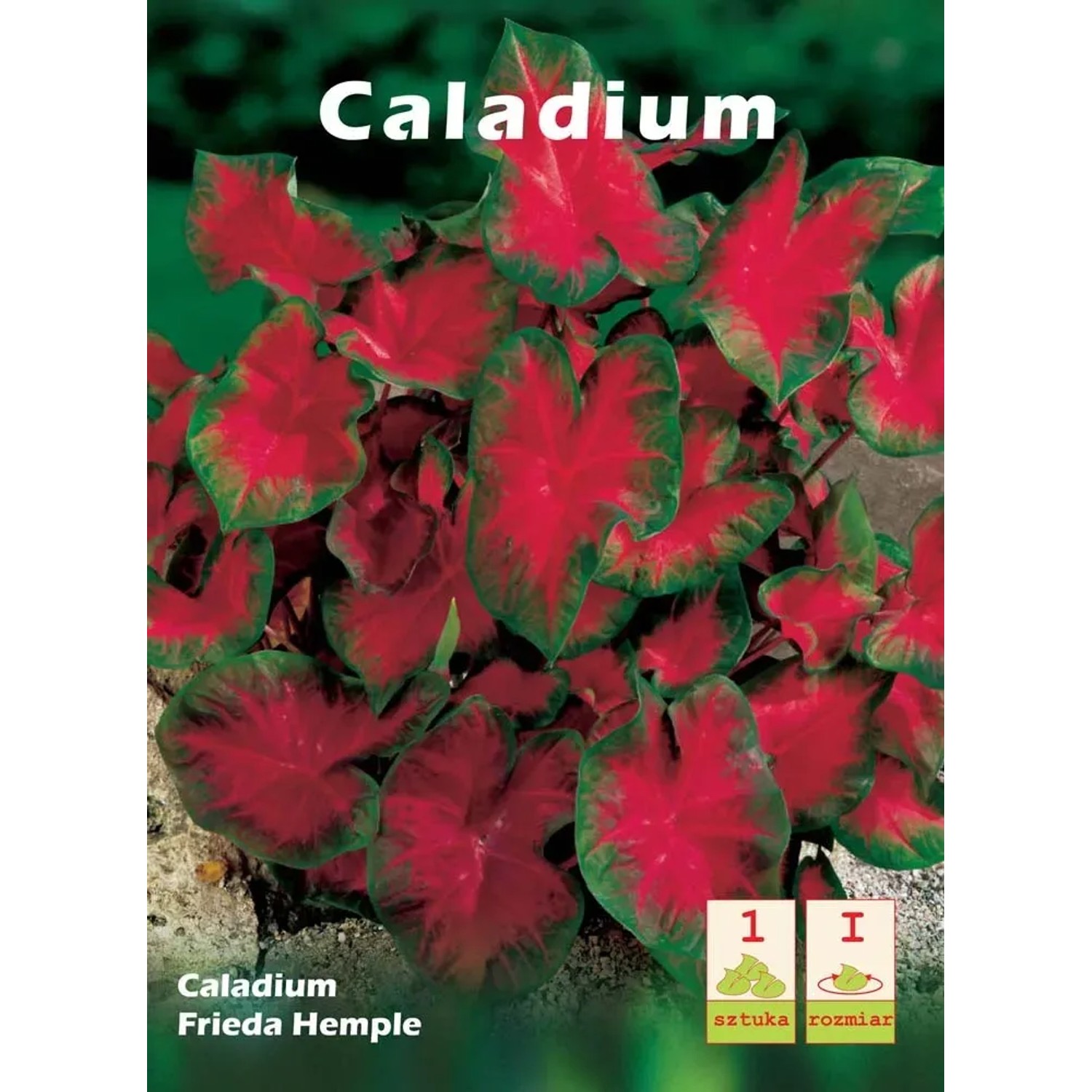 Kaladium (Caladium Frieda Hemple)