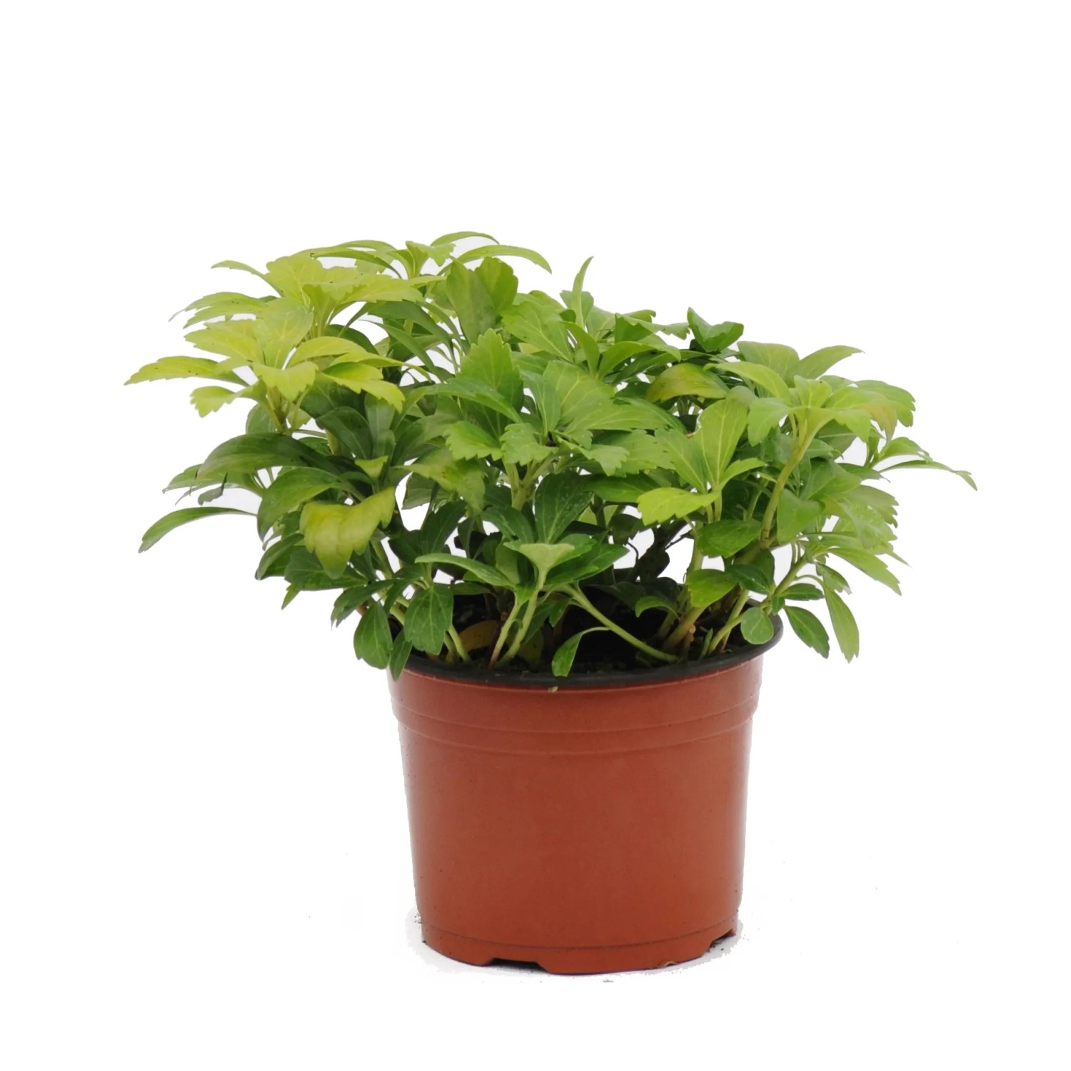 Runianka japońska (Pachysandra terminalis)