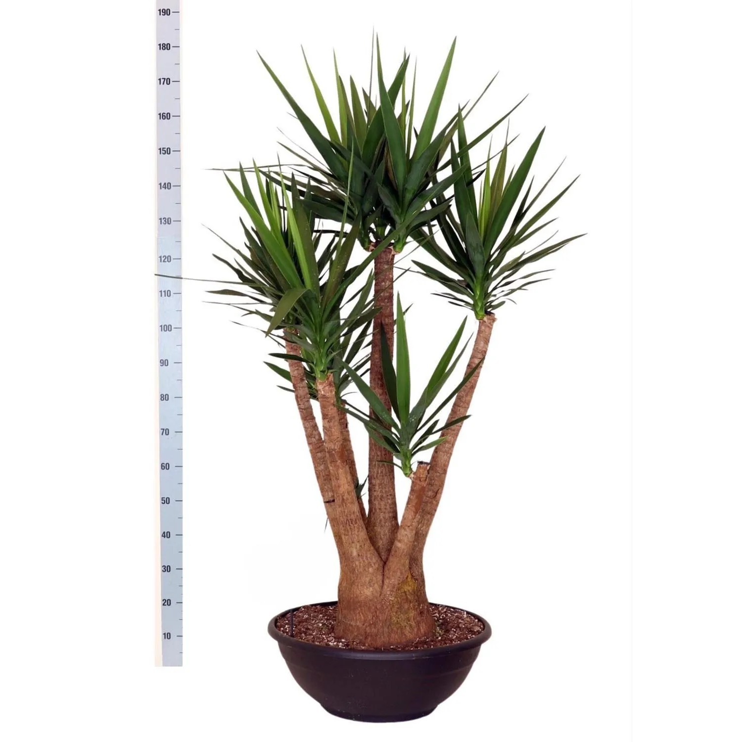 Yucca Rozgałęziona, wys. 190-200 cm, don. 60 cm