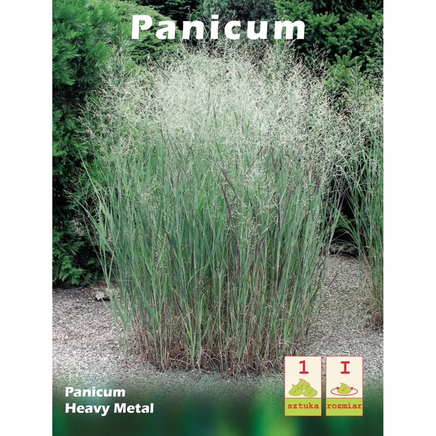 Panicum Heavy Metal 1szt.