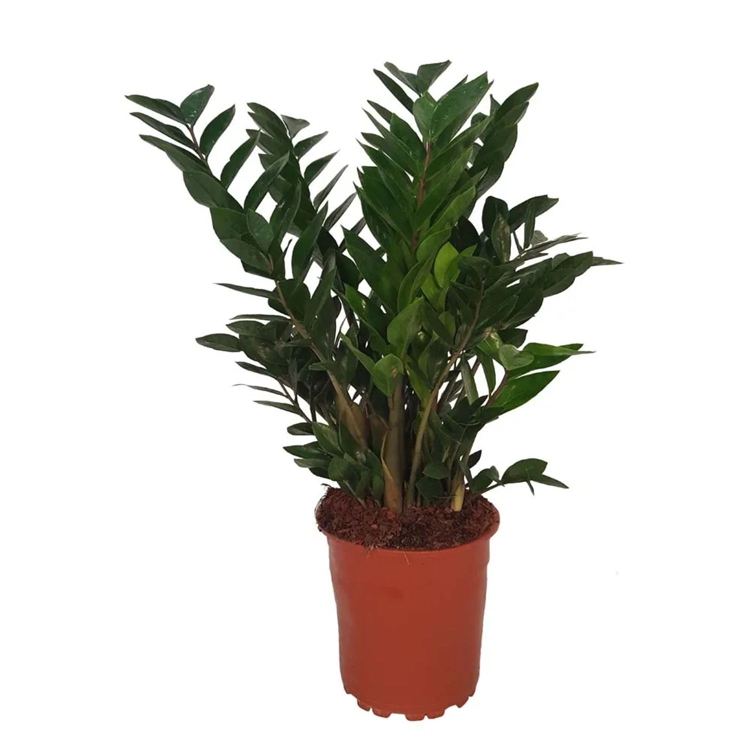 Zamiokulkas zamiolistny (Zamioculcas zamiifolia) - don. 24 cm