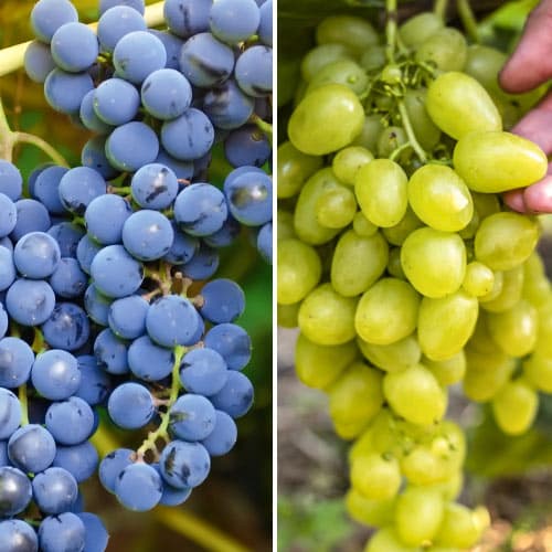 2 saz, Super nabídka! Sada velmi rané vinné révy, 2 odrůdy - : Monžstvo balíkov: 2 saz