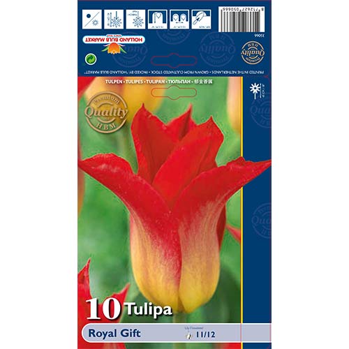 10 kus, Tulipán Royal Gift - : Monžstvo balíkov: 10 kus