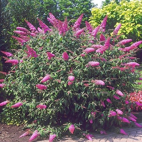 1 none, Buddleia Border Beauty - Setzlinge: Ilość w opakowaniu: 1 none