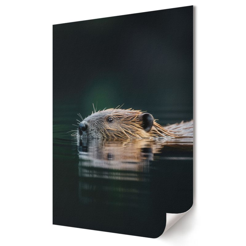 Plakat na płótnie Wallfluent Format A4 Bóbr w wodzie Artysta Felix "Trace" Brand 1 szt.