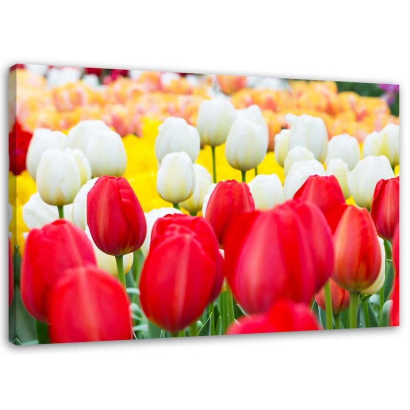 Obraz na płótnie Feeby Wielobarwne tulipany 30x20cm 1szt
