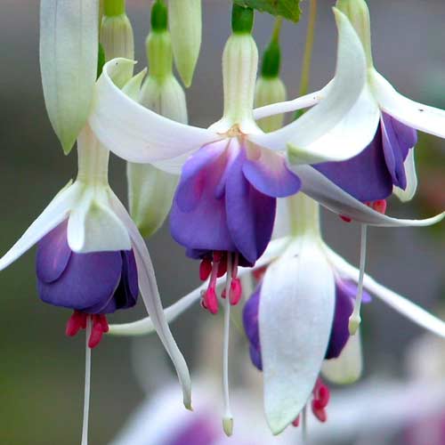 1 szt, Fuksja (Fuchsia) Delta Sarah - Byliny: Ilość w opakowaniu: 1 sadz