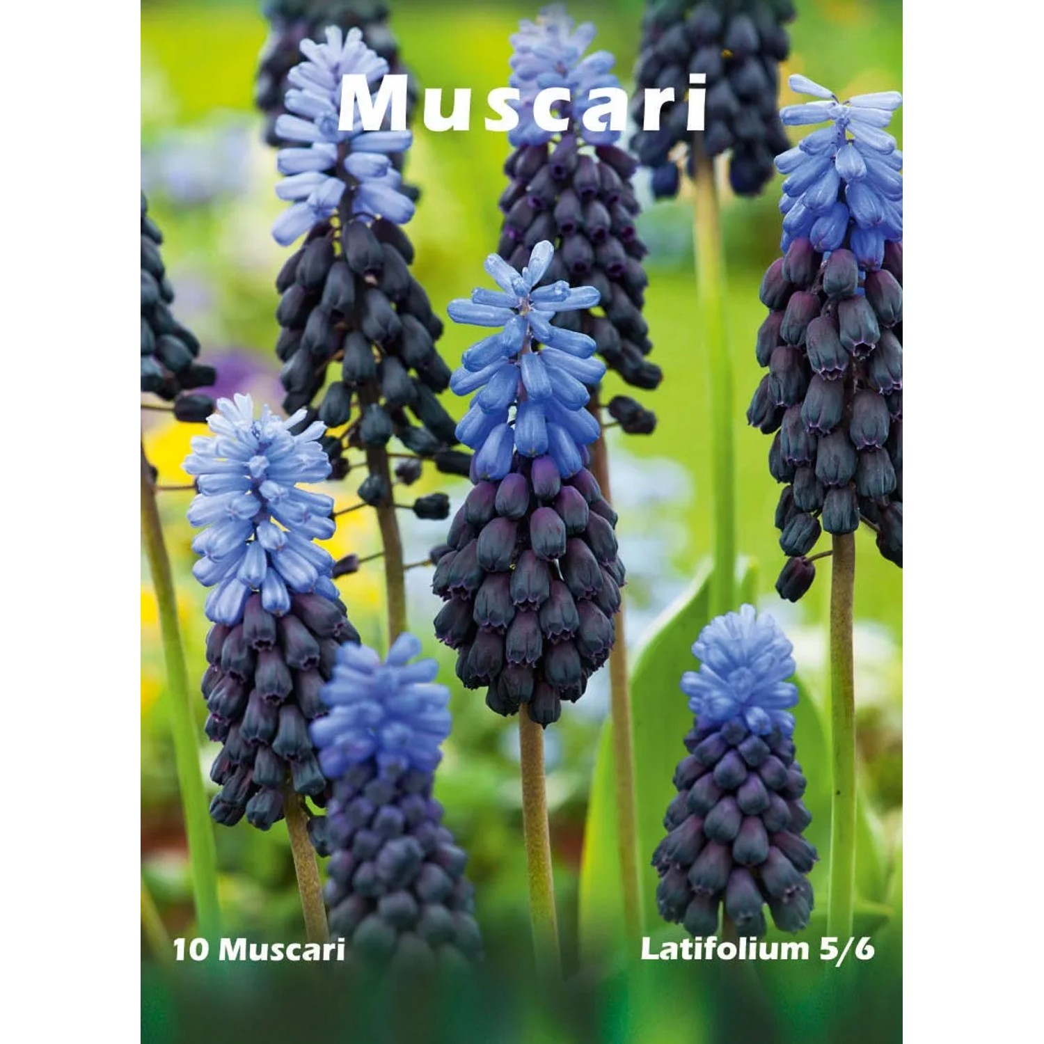 Szafirek szerokolistny (Muscari latifolium)