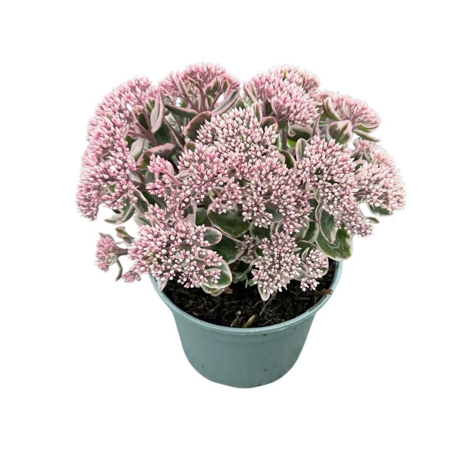 Rozchodnik okazały (Sedum telephium 'La Vie En Rose') don. 17 cm